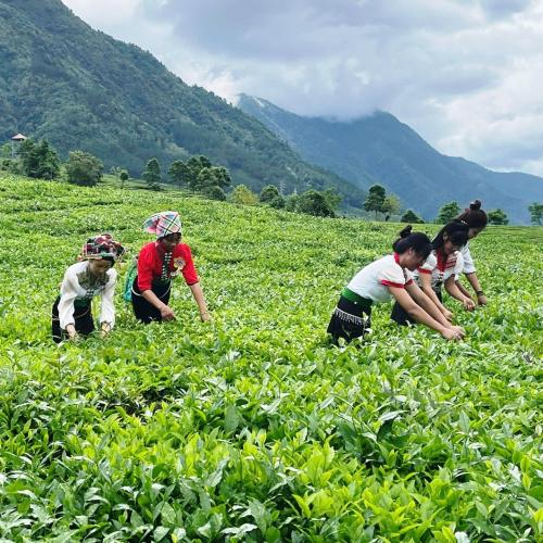 Hội Thi Hái Chè, Sao Chè Tại Xã Phúc Khoa
