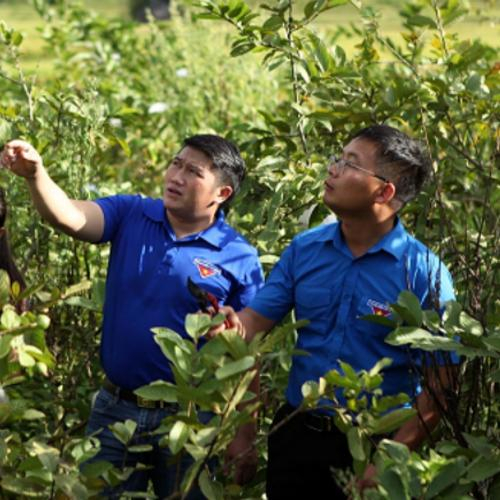 Thanh Niên Lai Châu Khởi Nghiệp Từ Mô Hình Hợp Tác Xã
