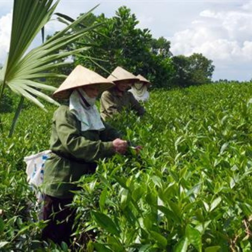 Làng nghề truyền thống