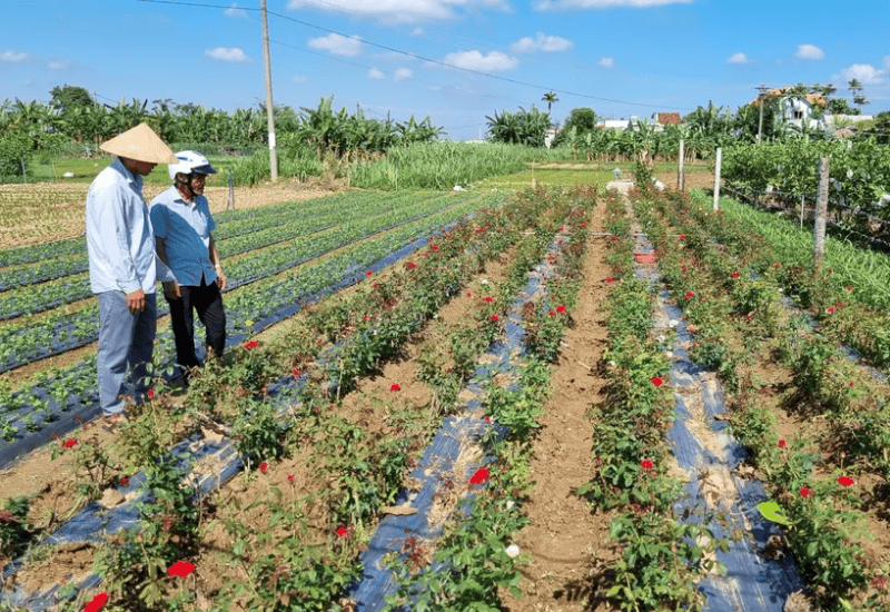 Lịch sử và phát triển
