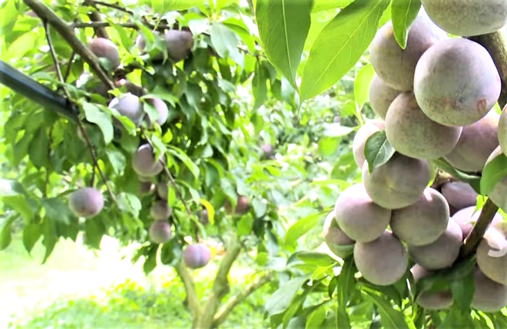 Mận hậu Phiêng Khoài (Yên Châu) mở rộng thị trường, vươn lên sàn thương mại điện tử