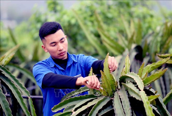 Thanh niên Sơn La khởi nghiệp – từ mô hình nông nghiệp công nghệ cao đến chăn nuôi bền vững