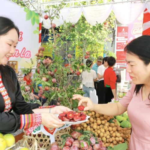 Sơn La: Hỗ Trợ Doanh Nghiệp, Hợp Tác Xã Xúc Tiến Thương Mại Tiêu Thụ Sản Phẩm OCOP