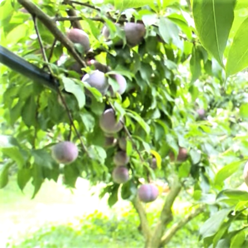 Sơn La Đẩy Mạnh Xúc Tiến Thương Mại, Nâng Cao Giá Trị Trái Cây