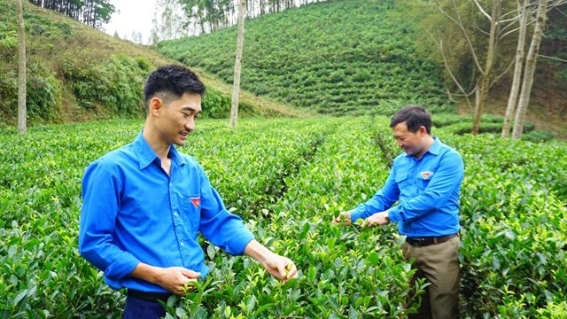 Người trẻ Thái Nguyên khởi nghiệp với HTX nông nghiệp: Bản lĩnh, sáng tạo và đồng hành cùng phát triển quê hương