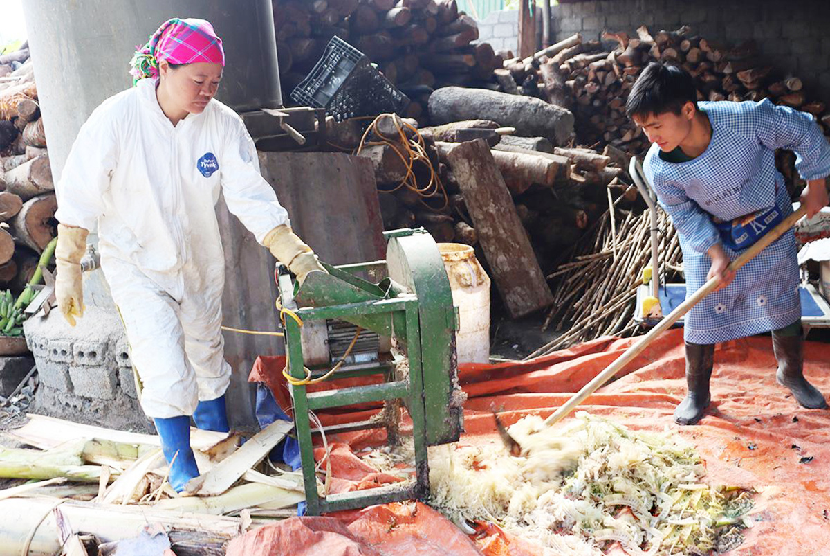 HTX Tuyên Quang: Từ thoát nghèo đến làm giàu trên chính quê hương