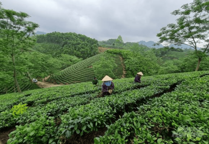 Lịch sử và phát triển