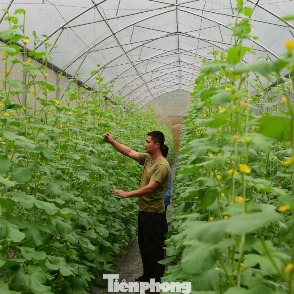 Thanh Niên Tuyên Quang Khởi Nghiệp Thành Công Với Nông Nghiệp Công Nghệ Cao