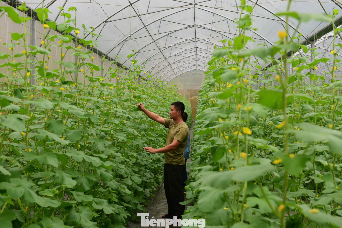 Nguyễn Việt Lâm – chàng kỹ sư trẻ bỏ phố về quê khởi nghiệp nông nghiệp công nghệ cao