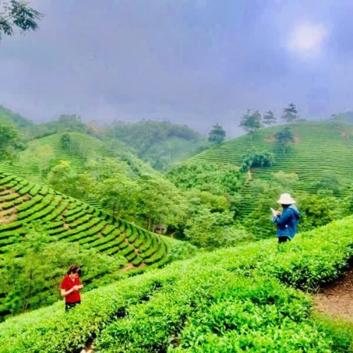 Làng Nghề Chè Sơn Dương