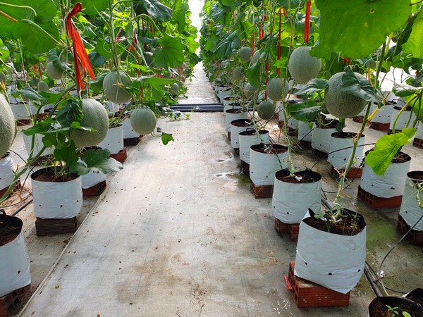 Nữ nông dân Vĩnh Long khởi nghiệp thành công với mô hình trồng dưa lưới VietGAP