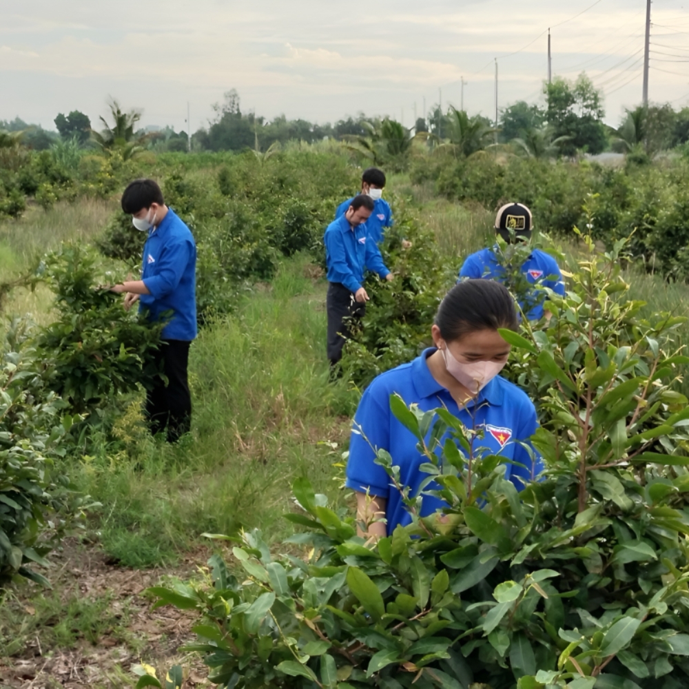 Hội Quán Mai vàng