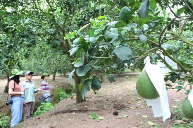 Giấc mơ nông nghiệp tử tế