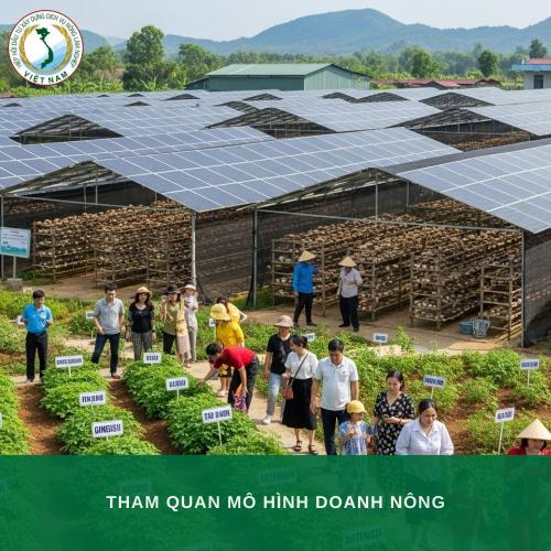 Hiệp Hội SICSAFA Thăm Và Làm Việc Với Khu Trang Trại Dược Liệu – Nấm – Điện Mặt Trời Tại Gia Lai