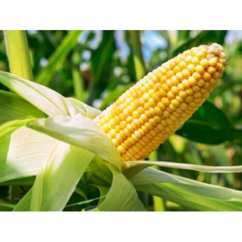 Bắp Non Đóng Hộp Antesco 425g - Baby Corn Whole