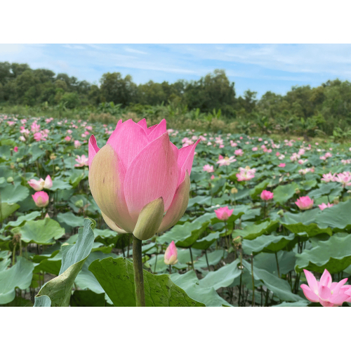 Điều kiện tự nhiên