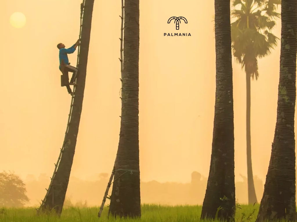 Our Harvest Practice