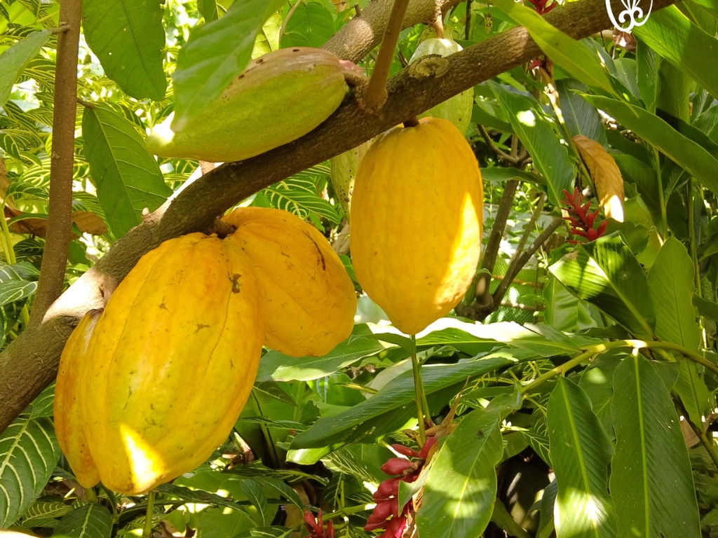 Ingredients & Origin