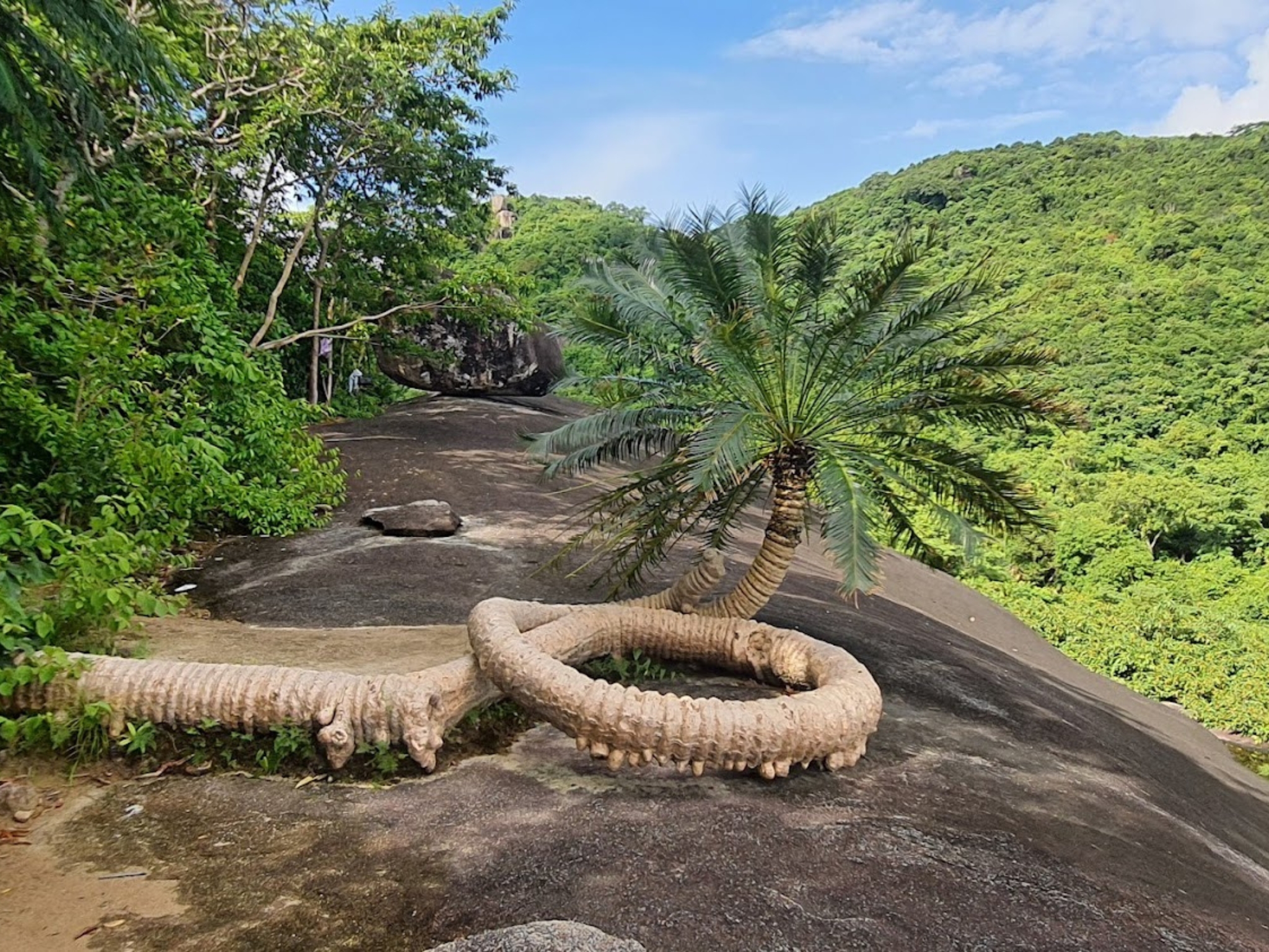 The 100-Year-Old Dragon-Shaped Cycad