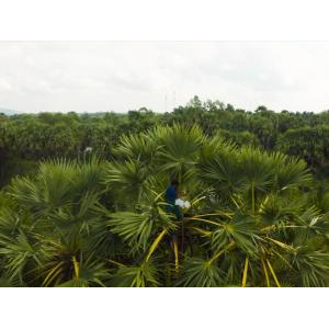 Palmania Joint Stock Company