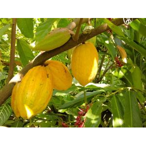 Bittersweet Chocolatier Phu Quoc