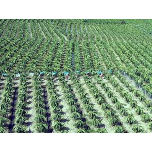 An Giang Fruit-Vegetables & Foodstuff Joint Stock Company (ANTESCO)