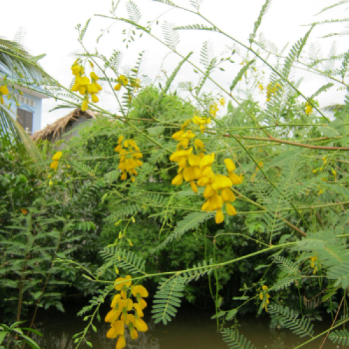 Bông Điên Điển: Sắc Vàng Hoài Niệm và Ký Ức Bếp Miền Tây Xưa