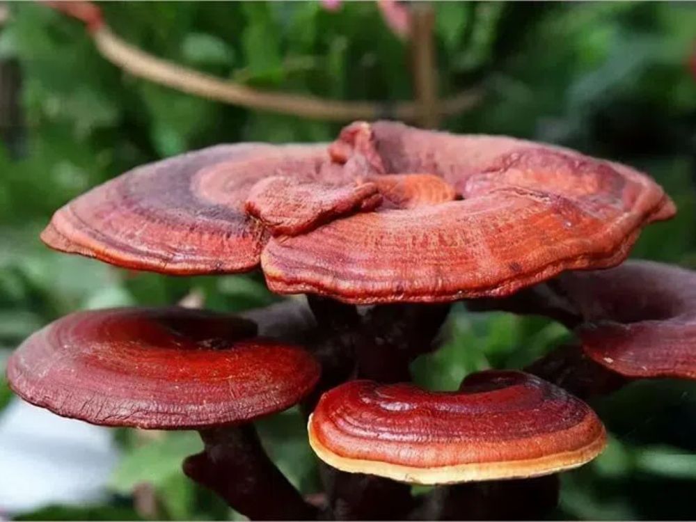 Hình dạng và thành phần hoạt chất trong nấm linh chi