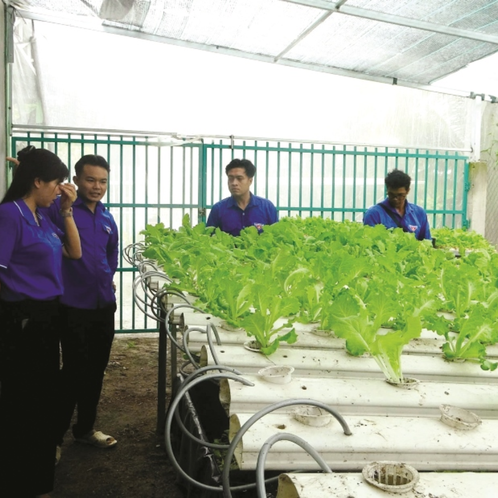 Thanh Niên Khởi Nghiệp Với Nông Nghiệp Xanh