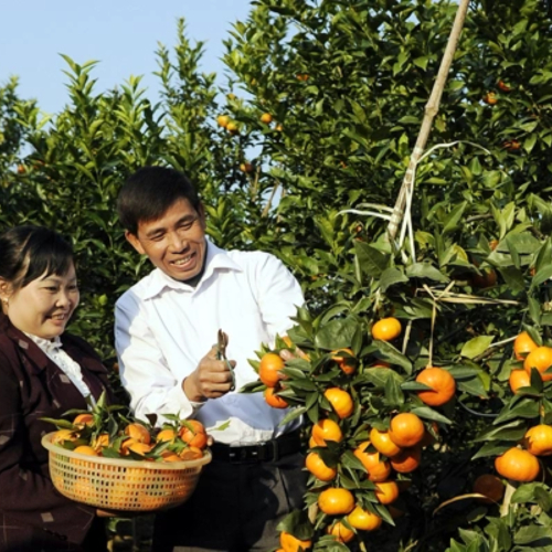 Nông Dân Bắc Giang Thu Tiền Tỷ Từ Vườn Trái Cây