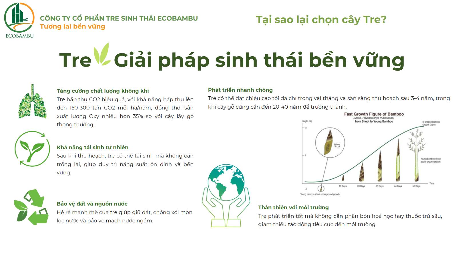 Tại sao chọn cây tre