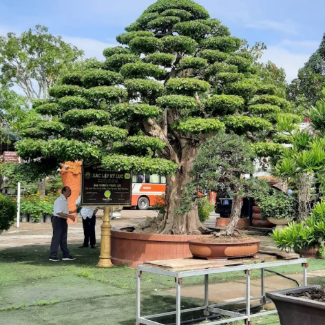 "Bí Kíp Vàng" Phân Biệt Bonsai (Người mới cũng làm được)