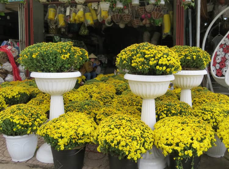 Tại sao lại là Cúc Mâm Xôi ? Hơn cả một loài hoa, đó là "Tết"