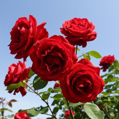 Khám phá Vườn hồng Sa Đéc theo cách "chân lấm tay bùn"