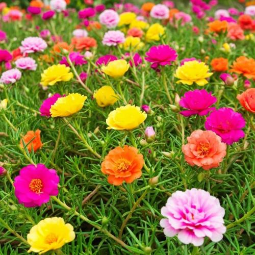 Bí kíp chụp ảnh với "Dòng sông hoa" Mười Giờ tại Làng hoa Sa Đéc