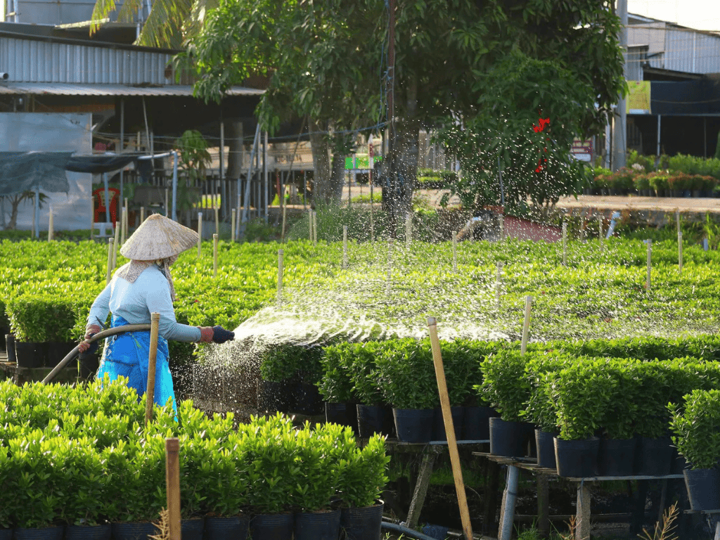 Làng hoa Sa Đéc vựa hoa lớn của miền Tây vào mùa cao điểm