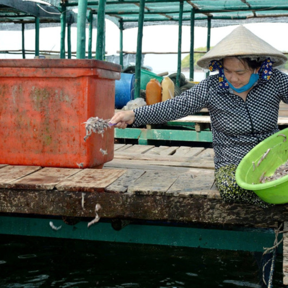 Nuôi Biển: Nhìn Từ Địa Phương Có Nhiều Tàu Nhất