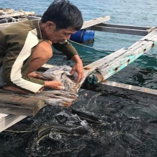 Kiên Hải Sản Lượng Cá Nuôi Xuất Bán Được 952,21 Tấn Cá Thương Phẩm Các Loại