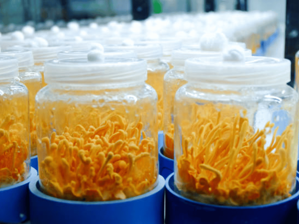 Uống đông trùng hạ thảo pha mật ong mỗi ngày thời gian dài có tốt không?