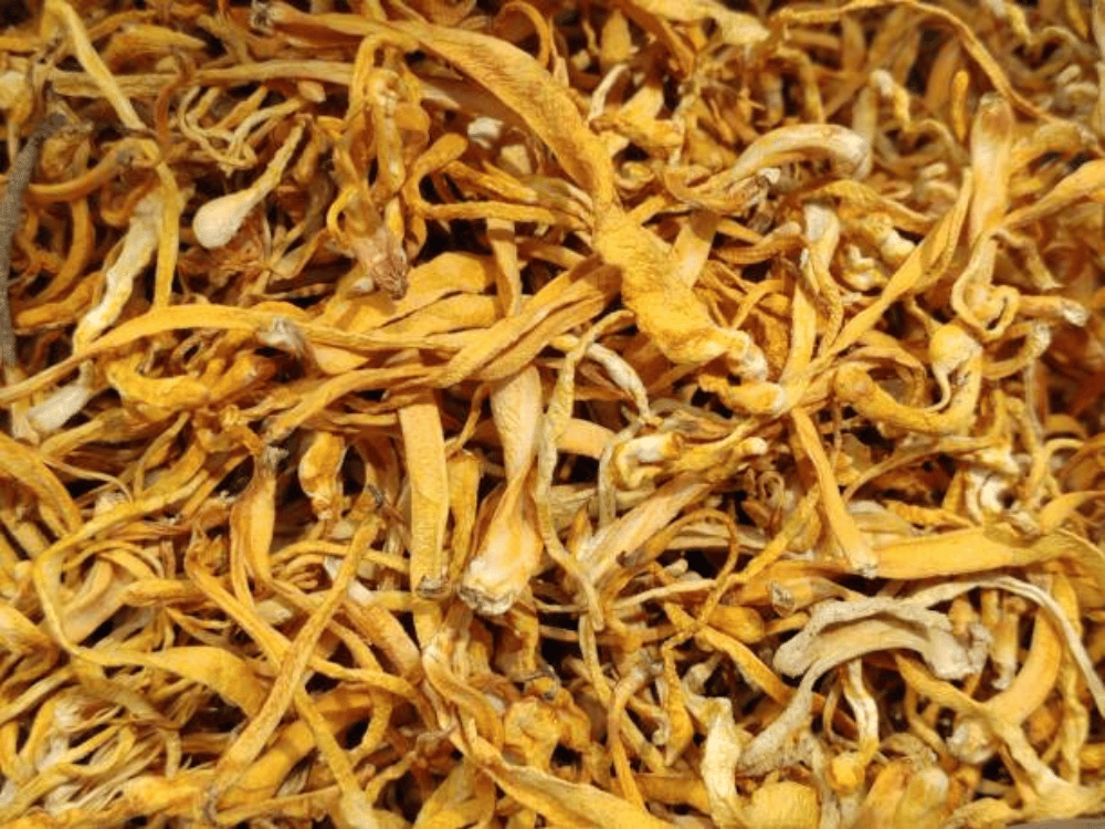 Công dụng hiện đại của đông trùng hạ thảo