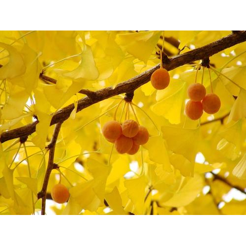 Hàn Quốc Mùa Thu