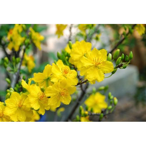 Sự Tích Cây Mai Ngày Tết