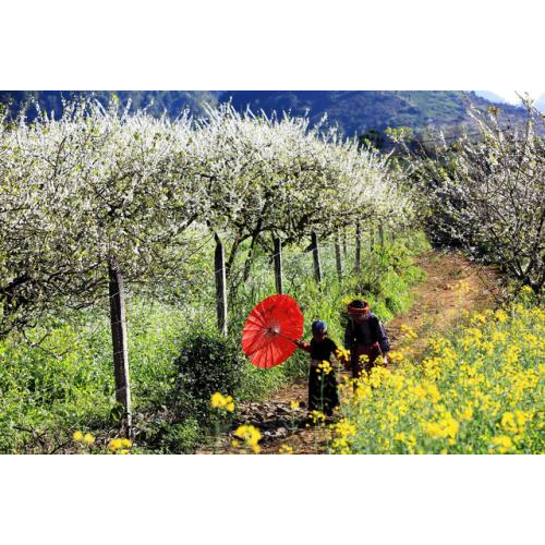 Mộc Châu Mùa Hoa Mận – Hoa Đào