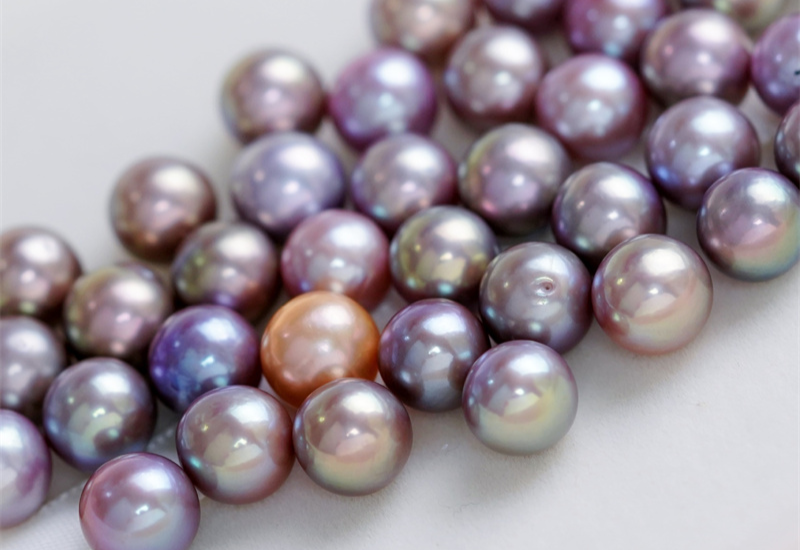 Kích thước lớn vượt trội, sánh ngang ngọc trai biển