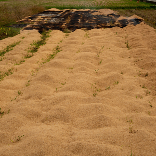 Có nên thay đất bằng trấu khi trồng cây?