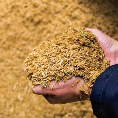 Trấu Nguyên Liệu Vàng Mở Ra Nguồn Năng Lượng Sạch Bền Vững