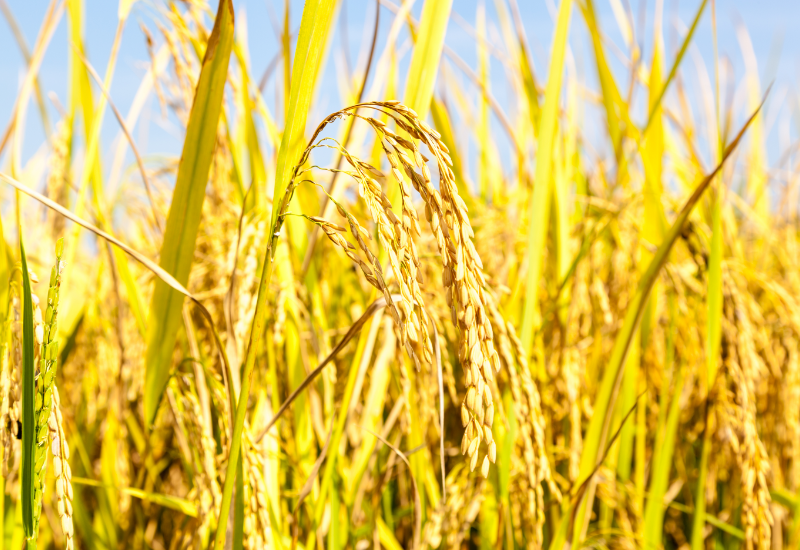 Nguồn nguyên liệu sẵn có từ ngành lúa gạo