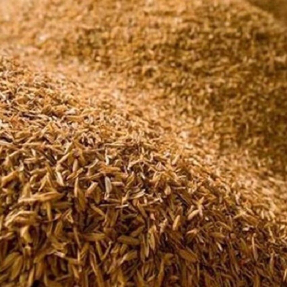 Trấu Mùa Nào Tốt Nhất? Phân Tích Chất Lượng Trấu Theo Mùa Vụ Lúa