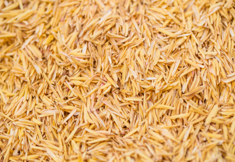 Tái sử dụng trấu trong chăn nuôi
