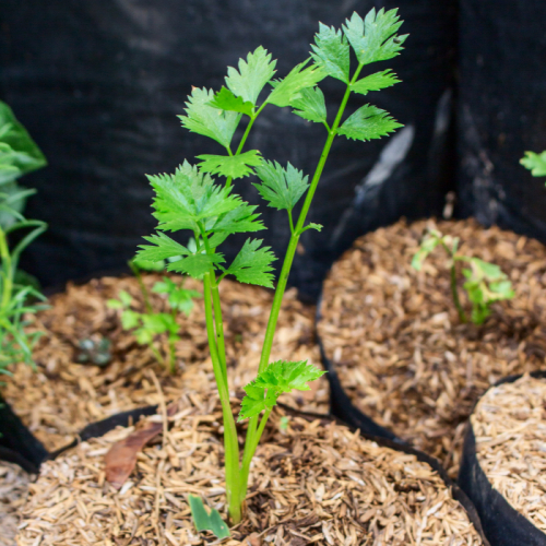 Sử Dụng Trấu Giúp Giảm Phát Thải Co₂ Như Thế Nào?